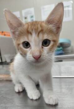 FERRAH -  Domestic Short Hair Cat for Adoption in Conway, Arkansas - FERRAH | PetCurious