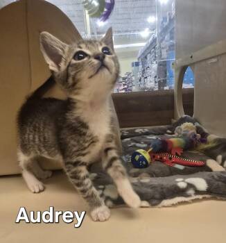 Domestic Short Hair Cats Available for Adoption - Audrey | PetCurious