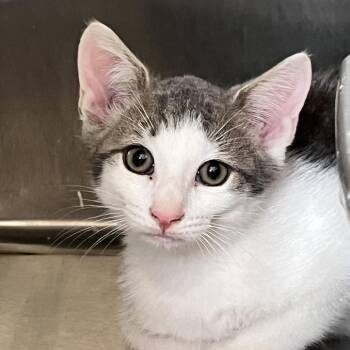 Vitton -  Domestic Short Hair Cat for Adoption in Calverton, New York - Vitton | PetCurious