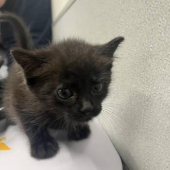 Carol -  Domestic Short Hair Cat for Adoption in Tampa, Florida - Carol | PetCurious