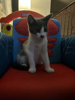 Noby -  Domestic Short Hair Cat for Adoption in Wading River, New York - Noby | PetCurious