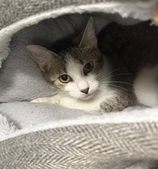 Anita -  Domestic Short Hair Cat for Adoption in Seneca, Pennsylvania - Anita | PetCurious