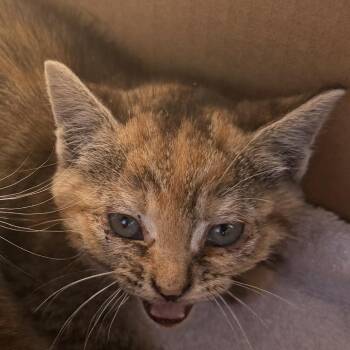 Nesta -  Domestic Short Hair Cat for Adoption in Los Angeles, California - Nesta | PetCurious
