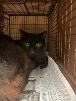 Muffins -  Domestic Long Hair Cat for Adoption in Austin, Texas - Muffins | PetCurious