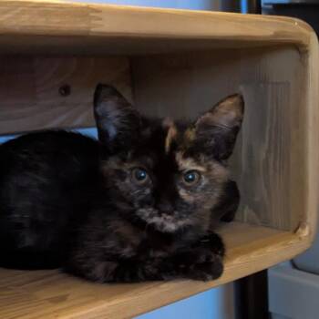 Poem -  Domestic Short Hair Cat for Adoption in Sherwood, Oregon - Poem | PetCurious