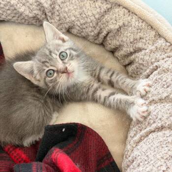 Ozzie -  Domestic Short Hair Cat Available for Adoption in Jupiter, Florida - Ozzie | PetCurious
