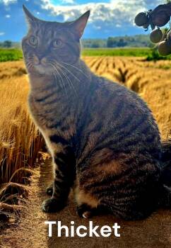 Tabby Cats Available for Adoption in Weems, Virginia - Thicket | PetCurious
