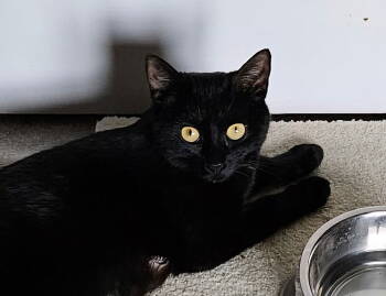 Rescue Domestic Short Hair Cats for Adoption in Franklin Township, New Jersey - Minnie | PetCurious