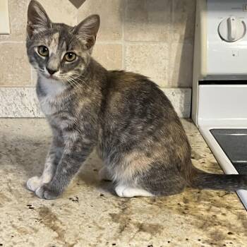 Rescue Dilute Calico Cats for Adoption in Theodore, Alabama - Ostea | PetCurious
