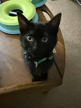 Sammy (Samantha) -  Domestic Short Hair Cat for Adoption in Albuquerque, New Mexico - Sammy (Samantha) | PetCurious