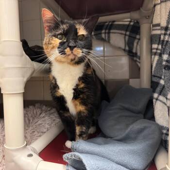 Domestic Short Hair Cats Available for Adoption - 02/07/2026-Stray-WhittleseyBlvd | PetCurious