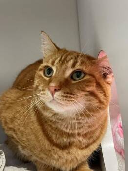 Butterscotch -  Domestic Short Hair Cat for Adoption in Hayward, Wisconsin - Butterscotch | PetCurious