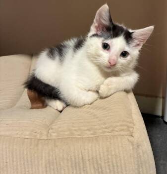 Poly -  Domestic Short Hair Cat for Adoption in Island Lake, Illinois - Poly | PetCurious