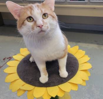 Domestic Short Hair Cats Available for Adoption in Mason City, Iowa - Blitz | PetCurious
