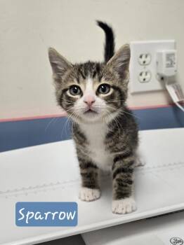 Domestic Short Hair Cats Available for Adoption in Metamora, Illinois - Sparrow | PetCurious