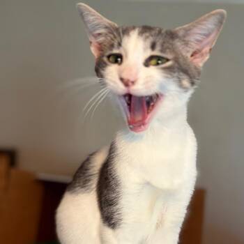 Annie -  Domestic Short Hair Cat for Adoption in Gainesville, Florida - Annie | PetCurious