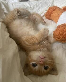 Rescue Domestic Short Hair Cats for Adoption in Penryn, California - Squash | PetCurious