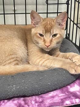 Cardamom -  Domestic Medium Hair Cat for Adoption in Lunenburg, Massachusetts - Cardamom | PetCurious