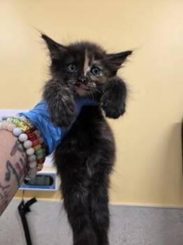 Domestic Short Hair Cats Available for Adoption in Honolulu, Hawaii - Zoe | PetCurious