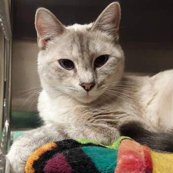 Missy -  Domestic Short Hair and Siamese Cat for Adoption in Spokane, Washington - Missy | PetCurious