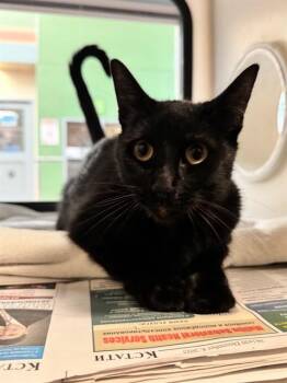 Domestic Short Hair Cats Available for Adoption in San Jose, California - LUNA PEREZ | PetCurious
