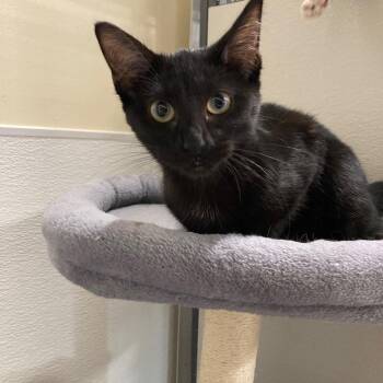 Triss -  Domestic Short Hair Cat for Adoption in Kankakee, Illinois - Triss | PetCurious