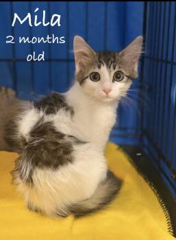 Mila -  Domestic Medium Hair Cat for Adoption in Pawleys Island, South Carolina - Mila | PetCurious