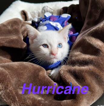Hurricane -  Siamese Cat for Adoption in Fresno, California - Hurricane | PetCurious