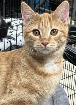 Rescue Domestic Short Hair Cats for Adoption in Sylacauga, Alabama - Sally | PetCurious