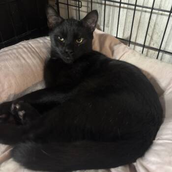 Cyrus -  American Shorthair Cat for Adoption in New Blaine, Arkansas - Cyrus | PetCurious