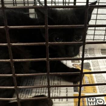 Tuna -  Domestic Short Hair Cat for Adoption in Montgomery, Alabama - Tuna | PetCurious