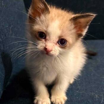 Pips -  Snowshoe Cat for Adoption in Wichita, Kansas - Pips | PetCurious