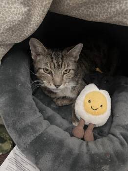 Domestic Short Hair Cats Available for Adoption in Philadelphia, Pennsylvania - Dune Delancey (FeLV+) | PetCurious