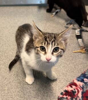 Rescue Domestic Short Hair Cats for Adoption in Fort Collins, Colorado - Salem | PetCurious