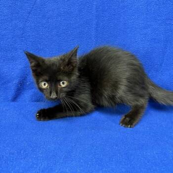 Quincy -  Domestic Short Hair Cat for Adoption in Valdosta, Georgia - Quincy | PetCurious