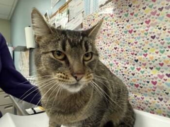 Rescue Domestic Short Hair Cats for Adoption in Maumee, Ohio - Bear | PetCurious