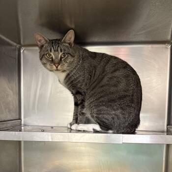 Chirp -  American Bobtail and Domestic Medium Hair Cat for Adoption in Galax, Virginia - Chirp | PetCurious