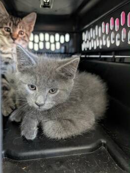 Oti -  Domestic Short Hair Cat for Adoption in Grand Junction, Colorado - Oti | PetCurious
