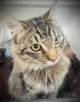 Rescue Domestic Medium Hair and Domestic Short Hair Cats for Adoption in Savannah, Georgia - Aster | PetCurious