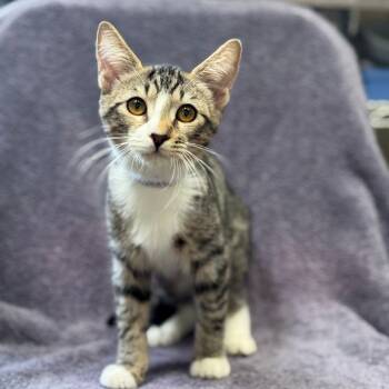 Rescue Domestic Short Hair Cats for Adoption in Long Beach, California - Brussel Sprout | PetCurious