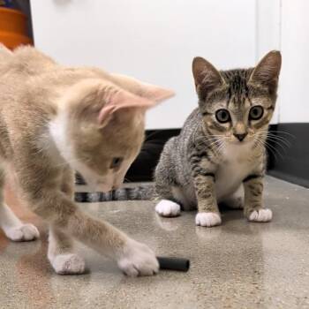 Flash and Storm -  Domestic Short Hair Cat for Adoption in Cat Spring, Texas - Flash And Storm | PetCurious