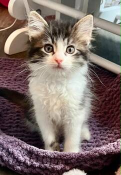 Frank -  Domestic Long Hair Cat for Adoption in Urbandale, Iowa - Frank | PetCurious