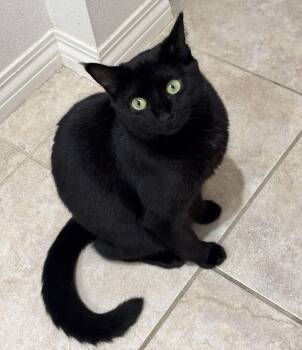 Bombay and Domestic Short Hair Cats Available for Adoption - Lucy Loo | PetCurious