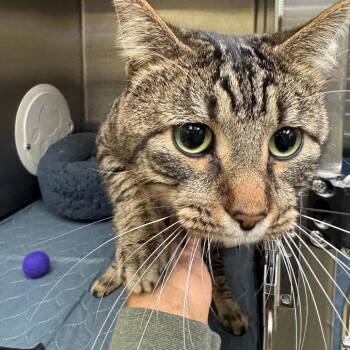 Kitty C12748 -  Domestic Short Hair Cat for Adoption - Kitty C12748 | PetCurious
