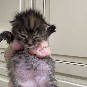 Eenie -  Domestic Short Hair Cat for Adoption in Summerville, South Carolina - Eenie | PetCurious