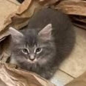 Shiraz -  Domestic Long Hair Cat for Adoption in Pickering, Ontario - Shiraz | PetCurious