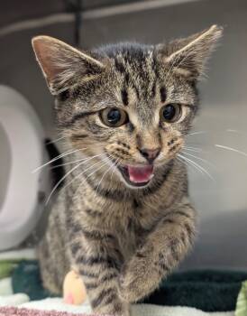 Rescue Domestic Short Hair Cats for Adoption in Defiance, Ohio - Teddy | PetCurious