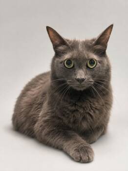 DODGER -  Domestic Medium Hair Cat for Adoption - DODGER | PetCurious