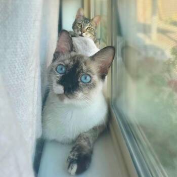 Rescue Siamese and Tabby Cats for Adoption in Villa Park, California - Piggy And Sesame (bonded Pair) | PetCurious