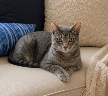 Spartacus -  Domestic Short Hair Cat Available for Adoption in St. Petersburg, Florida - Spartacus | PetCurious